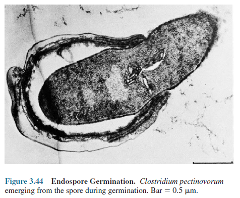 Bacterial Endospore Germination. Clostridium pectinovorum