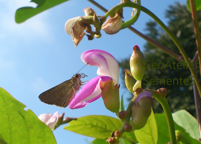 flor vermelha do feijão-de-porco com borboleta marrom