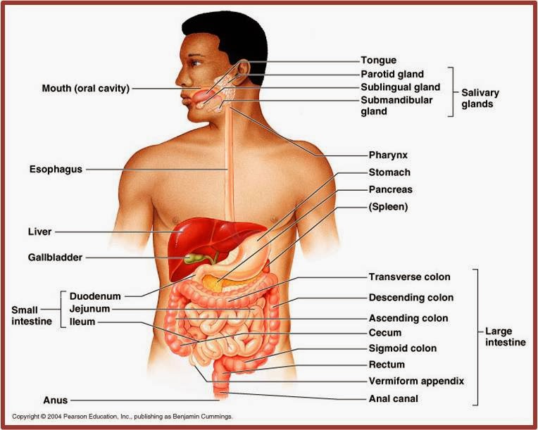 Ns Nita Anatomi Dan Fisiologi Sistem Pencernaan