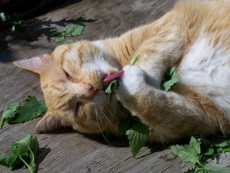 11 Benefícios da Erva de Gato [Catnip] à Saúde