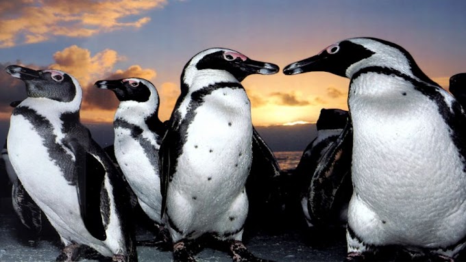Pinguins que visita o Brasil no verão
