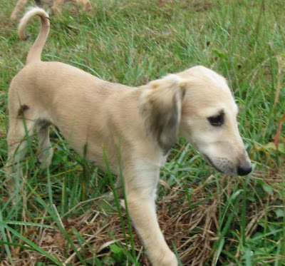 Saluki Puppy Picture