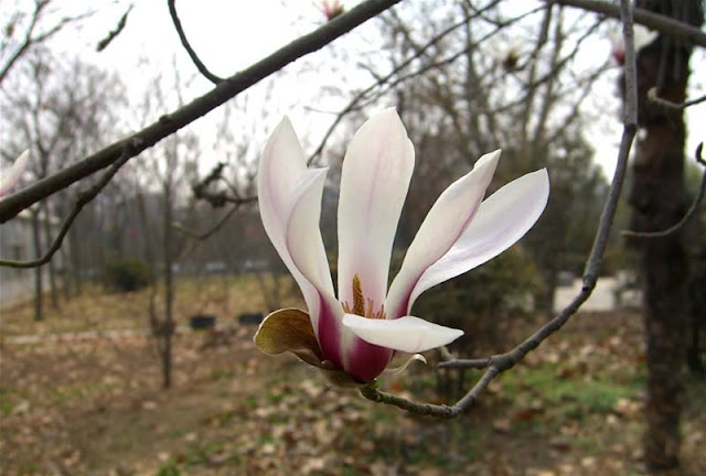 Magnolia Flower Pictures