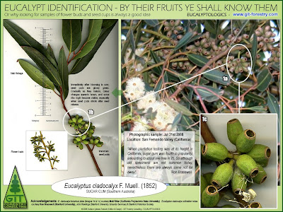 Eucalyptus species identification by botanical comparison of flower buds and fruits / Identificacion botanica de especies de eucalipto por comparacion de flores y frutos / Eucalyptus cladocalyx, Sugar Gum / Gustavo Iglesias Trabado / GIT Forestry Consulting, Consultoría y Servicios de Ingeniería Agroforestal, Galicia, España, Spain / Eucalyptologics, information resources on Eucalyptus cultivation around the world / Eucalyptologics, recursos de informacion sobre el cultivo del eucalipto en el mundo