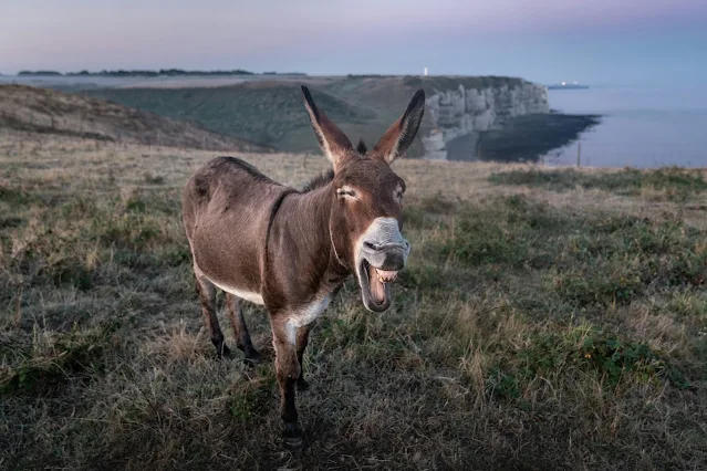 Burro rebuznando junto a un acantilado al mar.