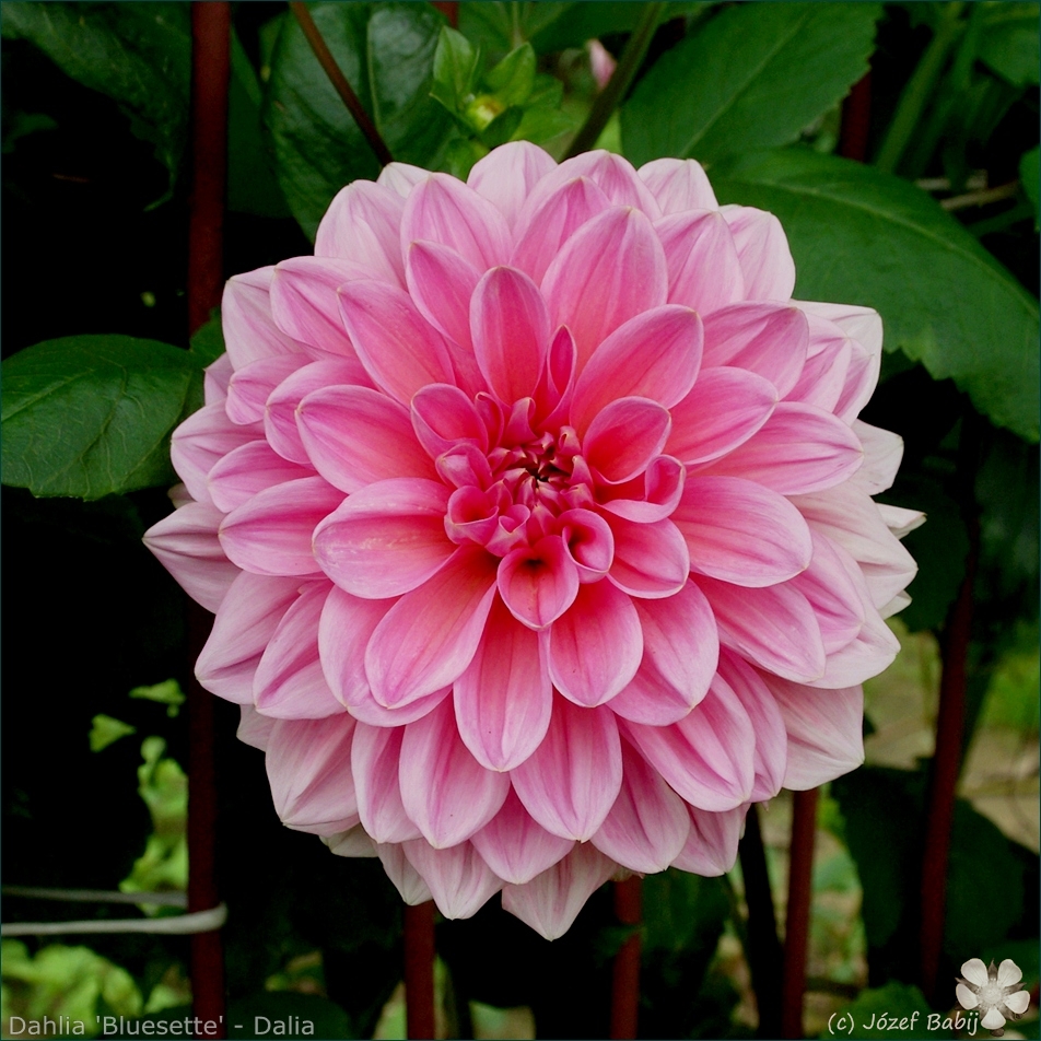 Dahlia 'Bluesette' - Dalia 'Bluesette' 