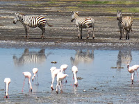 Zebras reflected in Lake Nakuru