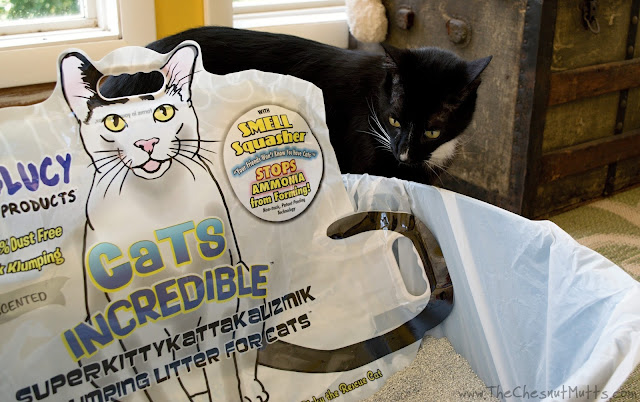 Mr. Kitty Checking out Cats Incredible Cat Litter with Smell Squasher technology