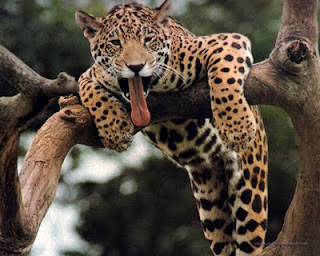 Leopardo sacando la lengua