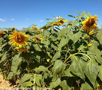 Strites' Orchard Farm Market in Harrisburg Pennsylvania - Picking Sunflowers