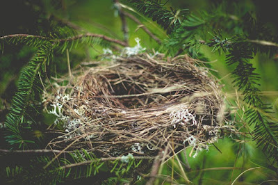 The Empty Nest