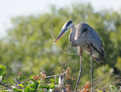 Great Blue Heron (Ardea herodias)