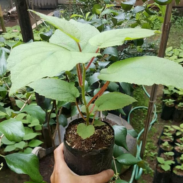 bibit pohon kiwi golden harga grosir lebih murah Sumatra Barat