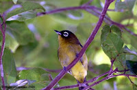 Burung Arfak pleci kacamata