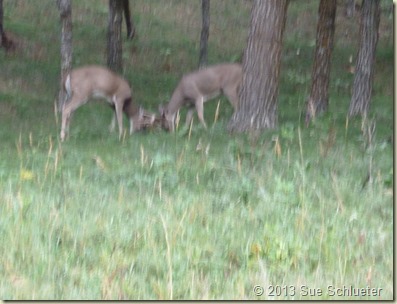 2013 Sep 09_Iron Mountain Road Hill City and Custer St Pk Wildlife Loop_0710