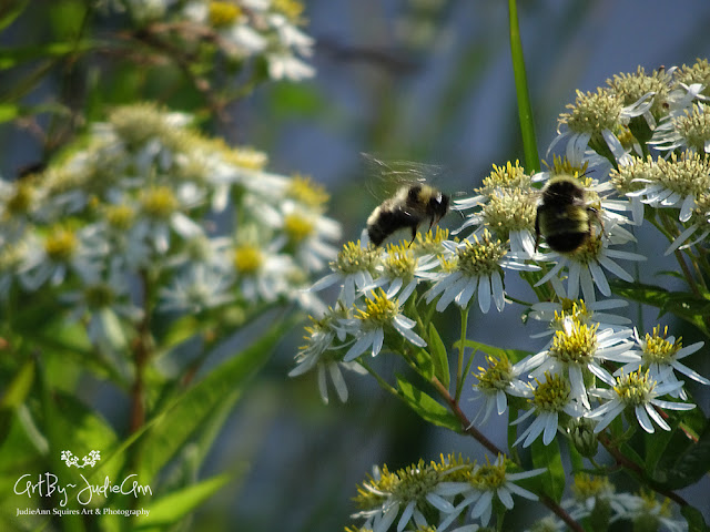 Bee photo