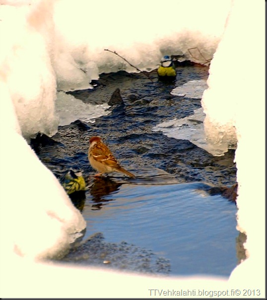 maaliskuu 8. 2010 065