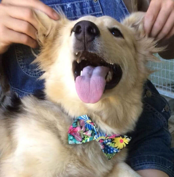12-Year-Old Creates Stylish Bow Ties For Shelter Dogs And Cats To Help Them Find A Home