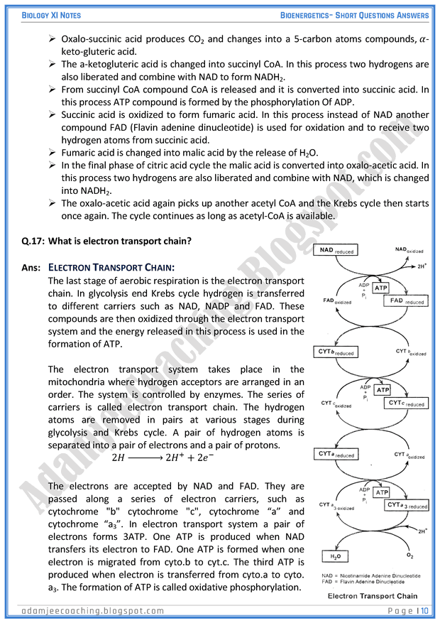 bioenergetics-short-question-answers-biology-11th