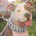 Quando Cuidados especiais com o cão pitbull são necessários
