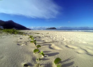 playa de Palmas En Auto a Brasil playa desierta con ramas de vegetación nativa