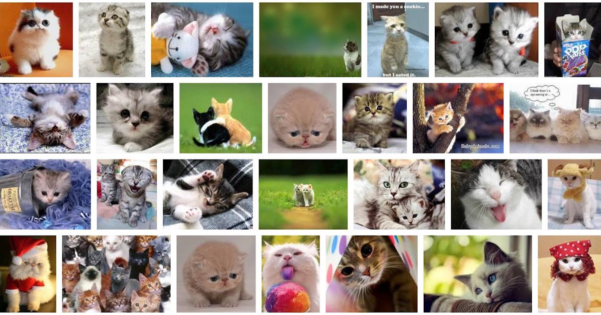 Fenomena Dunia: Kumpulan Gambar Kucing Cute Lucu ( Cutie Cat )