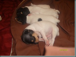 sleeping puppies