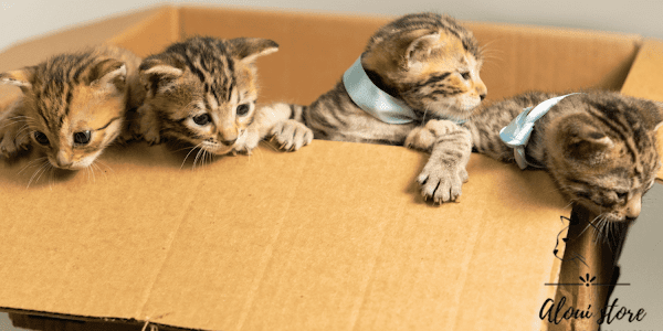  Why do cats like boxes? unraveling the mystery behind feline fascination