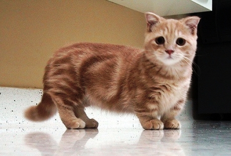 5 Fakta Tentang Kucing  Kaki  Pendek Ras munchkin