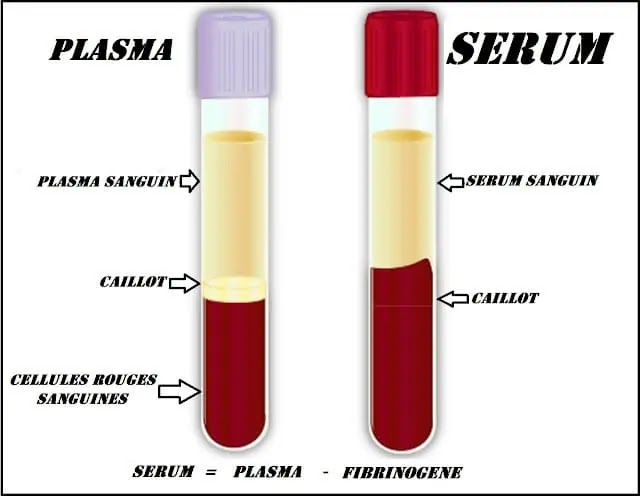 Le sang  plasma sérum