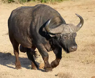 الجاموس الإفريقي - African buffalo