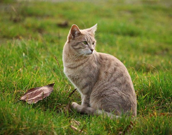 Cara Kucing  Berkembang  Biak  atau Reproduksi Cinta Sains