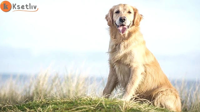 golden retriever | All you need to know about golden dog breed