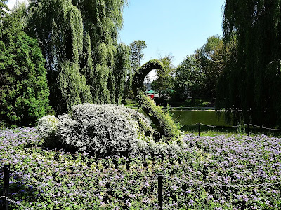 Park w Kielcach. Łabędź w efektownej formie. 