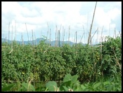 Myanmar, Inle Lake Views, Tomatoes, 10 September 2012 (1)
