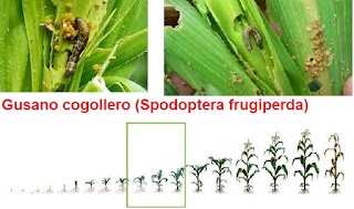 Gusano cogollero (Spodoptera frugiperda)