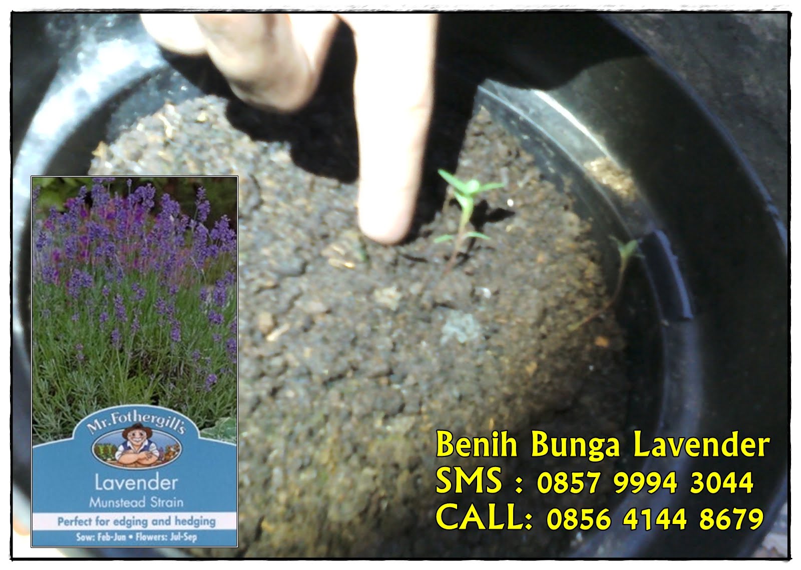 Bagaimana cara  berkebun bunga  lavender  di  indonesia 