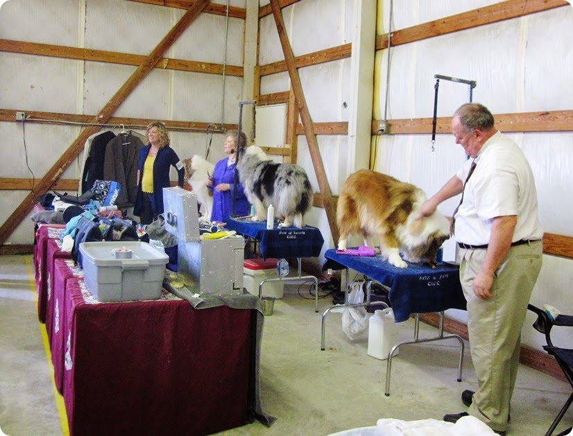 collie show14 009