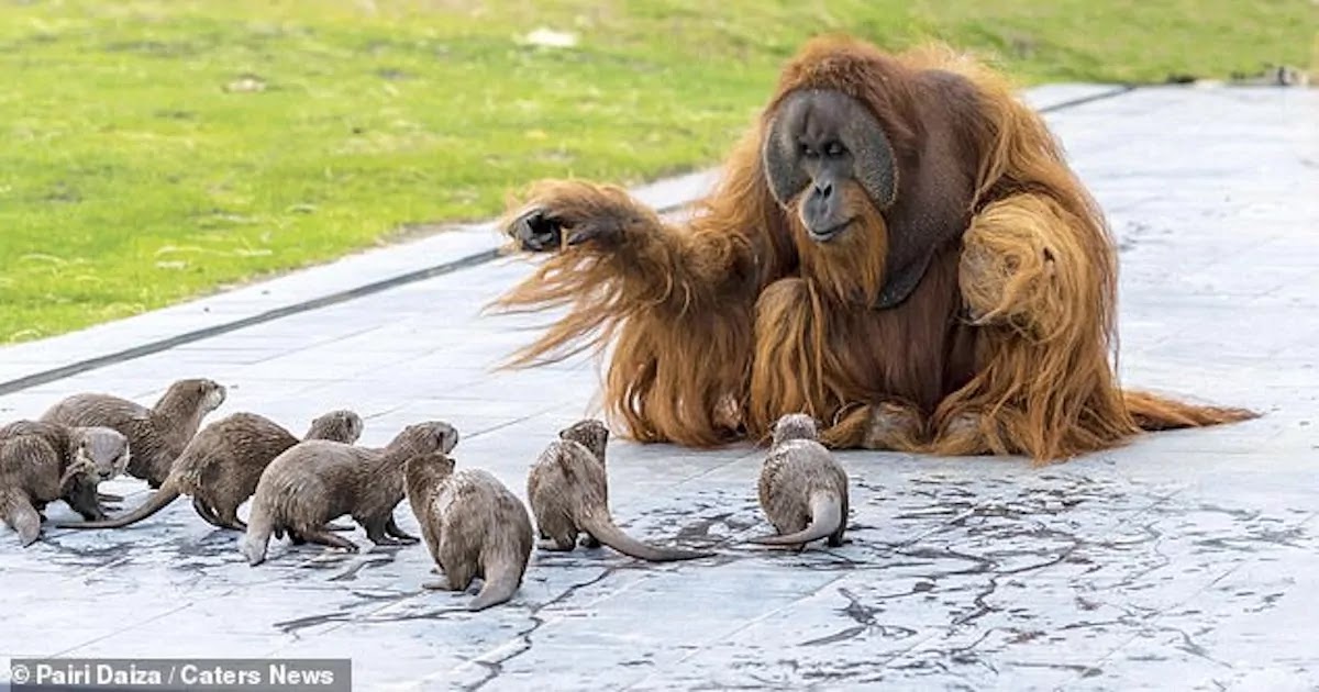 Stunning Images Show Orangutan Family Playing Together With Their Otter Friends At A Conservation Park In Belgium 