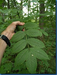 06 Saarnen lehdet