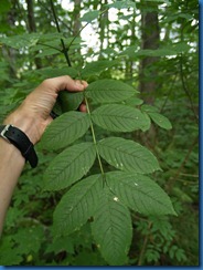 06 Saarnen lehdet