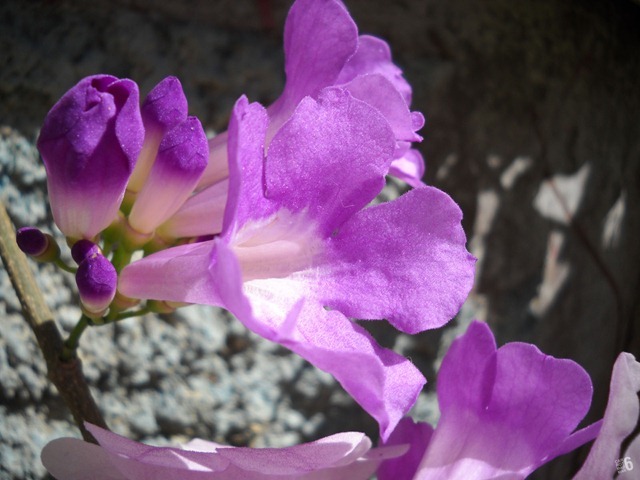 DSCN9657