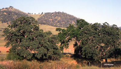 California oaks