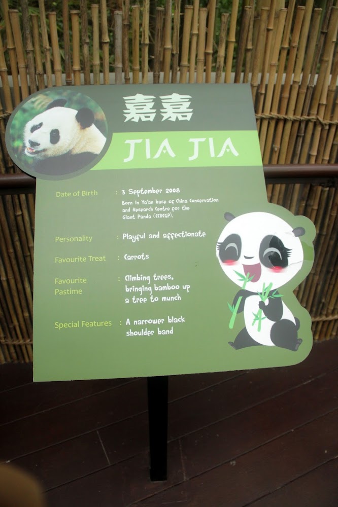 Saw Jia Jia & Kai Kai at Singapore's River Safari ...