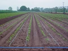 Knowing and Understanding Drip Irrigation Systems as a Solution to Increase Production In Drought