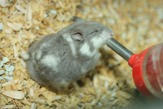 Hamster Langkah