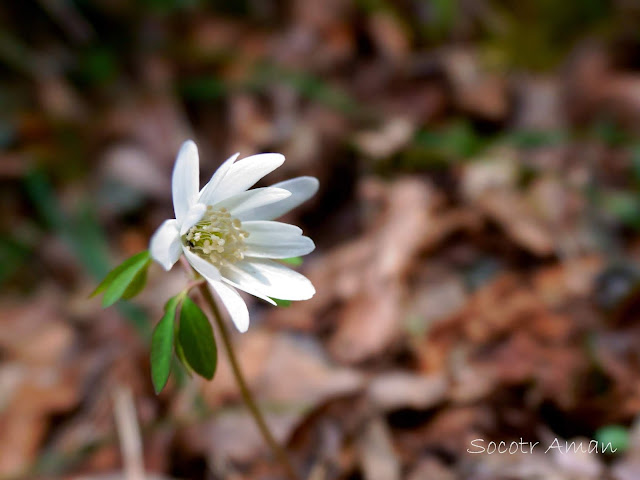 Anemone raddeana