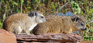 Rock hyrax mother and child