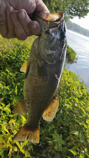 potomac river smallmouth