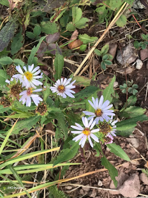 fall aster, Maroon Bells